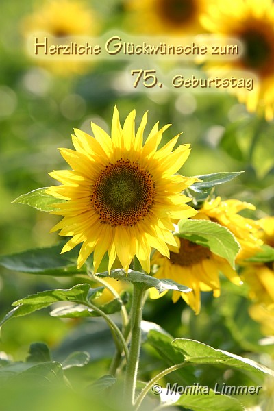 75_Geburtstag_Sonnenblume.jpg