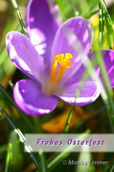 Osterkarte_Krokus.jpg