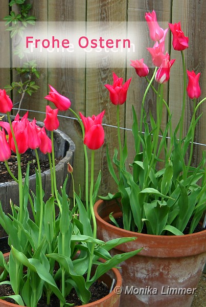 Osterkarte_Tulpen.jpg
