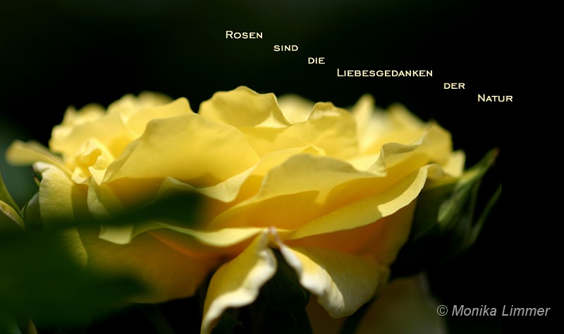 Rosengedicht.jpg