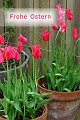 Osterkarte_Tulpen