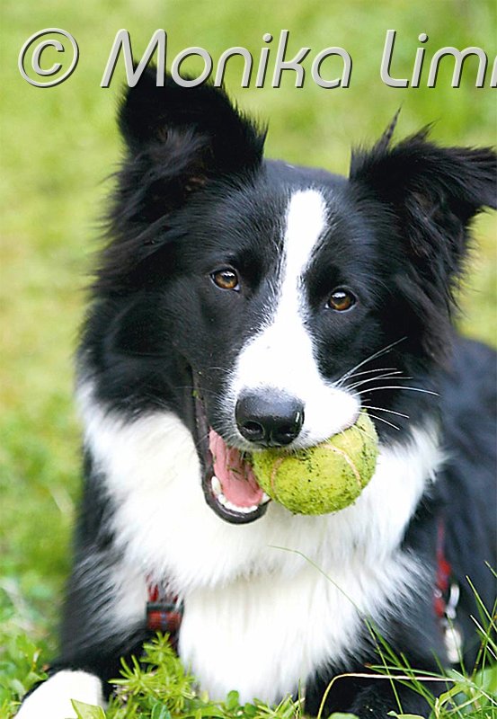 Bordercollie.jpg