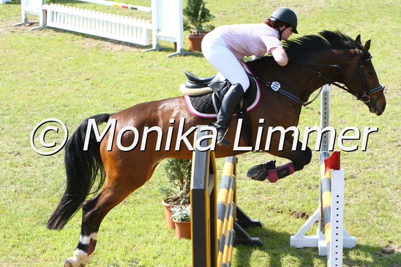 204M4418_Donnerrose_Springpferde_L.JPG