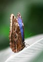 Blauer_Schmetterling
